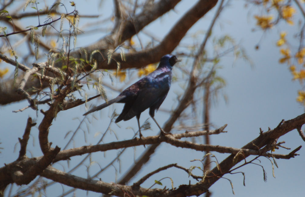 dal Sud Africa: Storno splendente di Burchell (Lamprotornis australis)